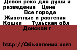 Девон рекс для души и разведения › Цена ­ 20 000 - Все города Животные и растения » Кошки   . Тульская обл.,Донской г.